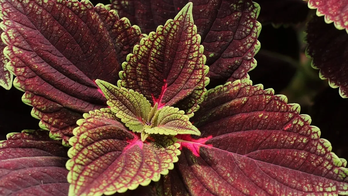 Gardeners can preserve their colorful coleus through winter by bringing plants indoors before temperatures drop below 50°F