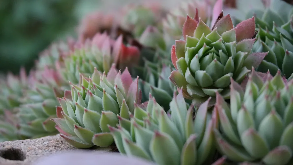 Austin-based gardening author Pam Penick recommends four resilient, water-wise plants suited for the Southwest's...