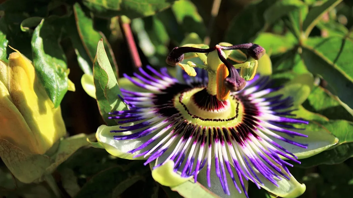 A gardener explains why she uses the vigorous blue passionflower vine to create a lush, seasonal privacy screen on a...