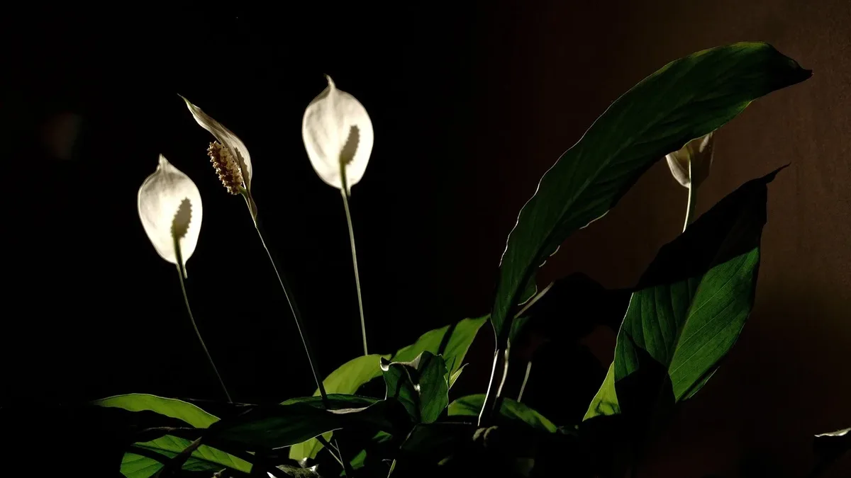 Gardening Know How outlines seven essential tasks to prepare peace lilies for autumn's lower light and cooler conditions...
