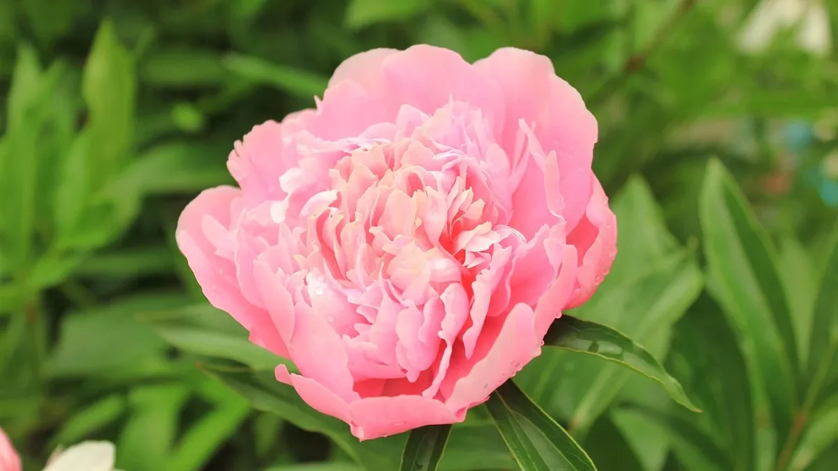 Gardening Know How lists ten perennial plants that can replace common annuals, offering long-term blooms with less yearly...