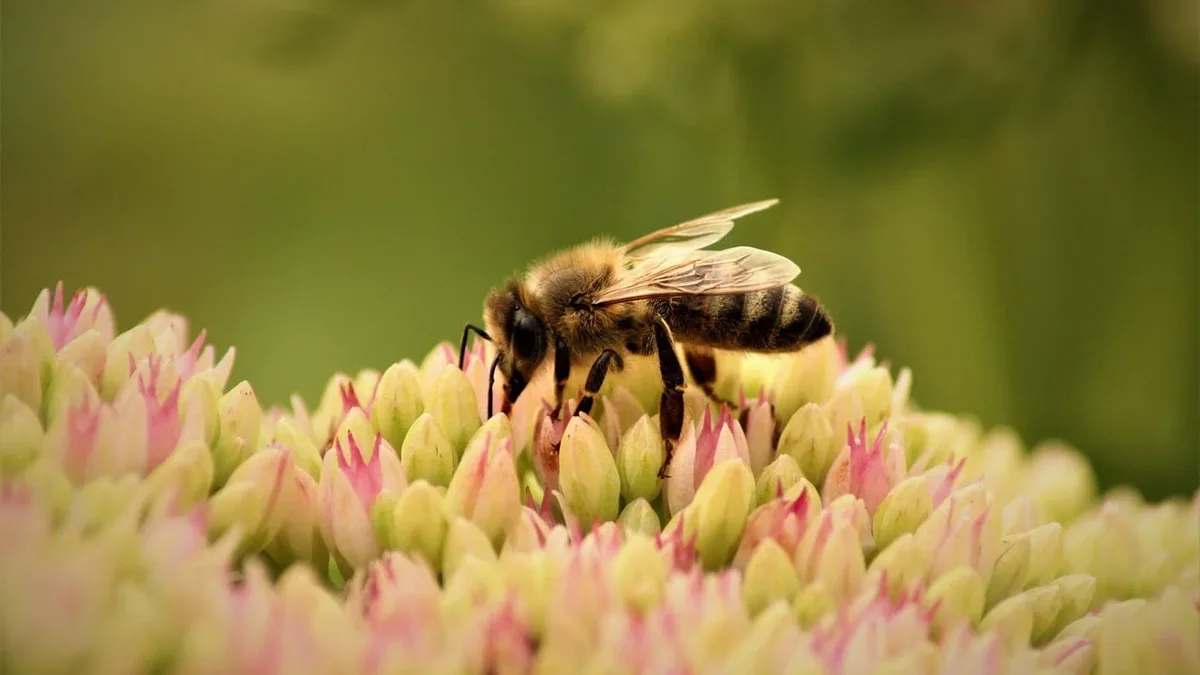 A Philadelphia gardener shares the evolution of her 0.11-acre pollinator garden, detailing the native plants that thrive...