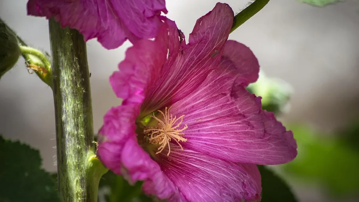 Gardening Know How recommends planting peony, bearded iris, coneflower, daylily, garden phlox, and hollyhock in September...