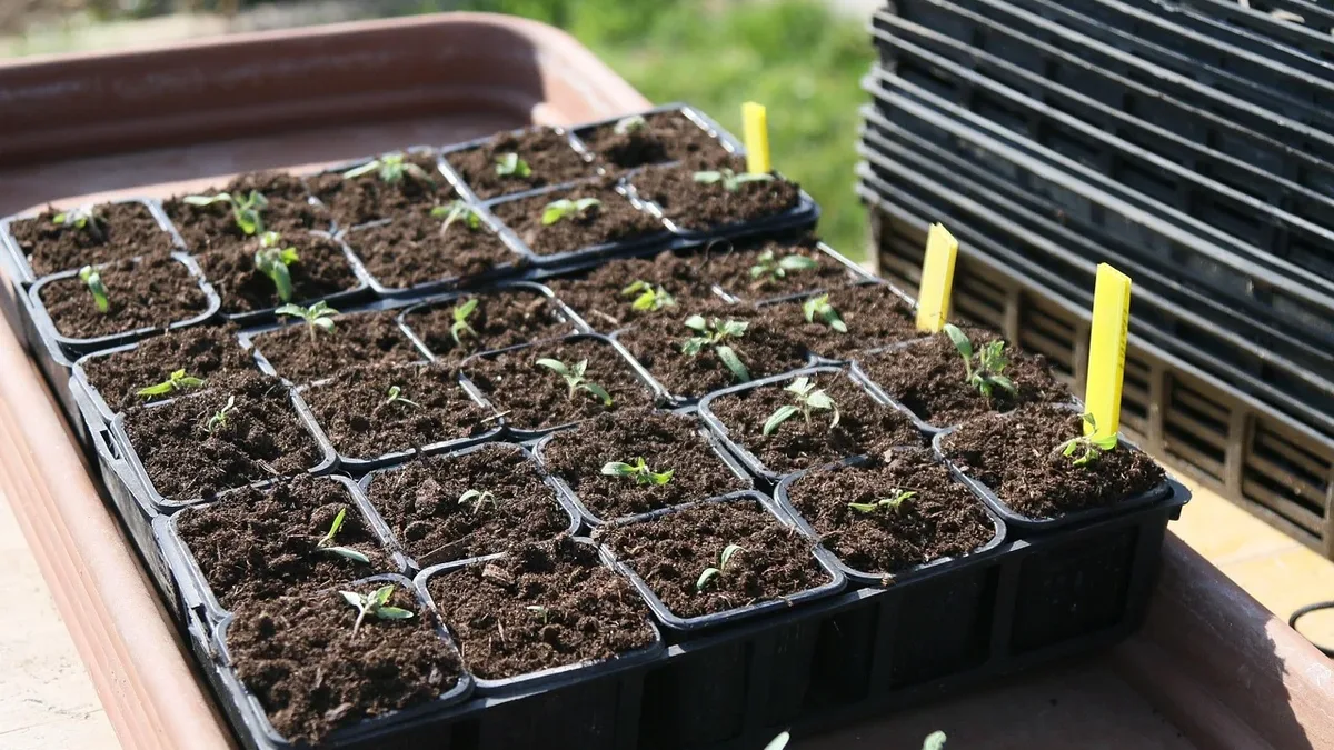 Gardeners are repurposing clear plastic storage totes as low-cost mini greenhouses and seed trays, using simple venting...