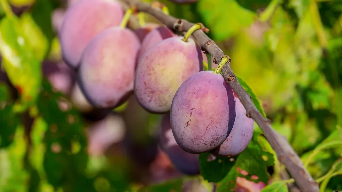 A gardener discovers plum fruit moth larvae inside her Victoria plums, detailing the signs of infestation and control methods