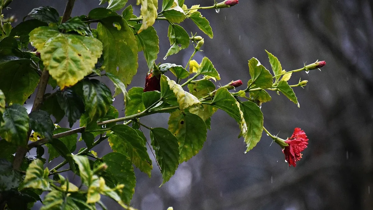 A gardening expert recommends specific plants for difficult shaded areas, including golden ragwort for dry shade, Sugar...