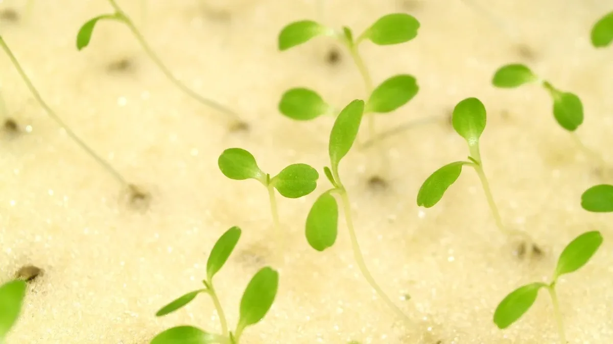 Grow Your Own: A close-up view of small green seedlings growing in a sandy environment.