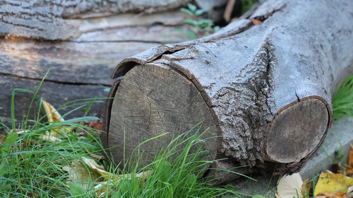 Garden expert John Little advocates pausing before clearing garden waste, arguing that reusing dead wood, rubble, and...