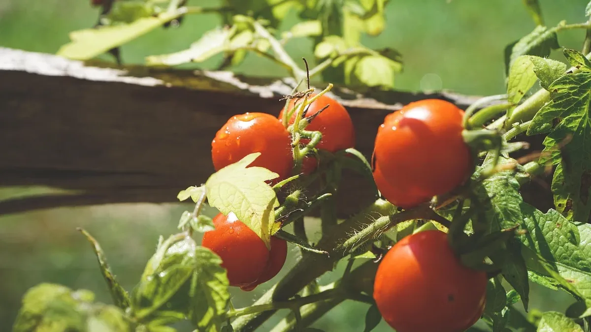 Rob’s 60-by-45-foot garden in Fort Barnwell, North Carolina, is thriving with container-grown tomatoes, peas, corn and...
