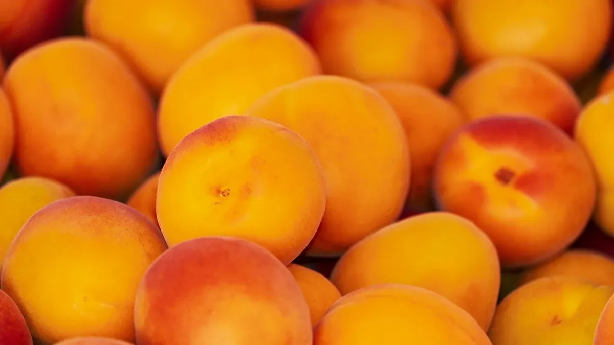 A guide to five self-pollinating fruit trees ideal for fall planting, including peaches, nectarines, sour cherries, figs...
