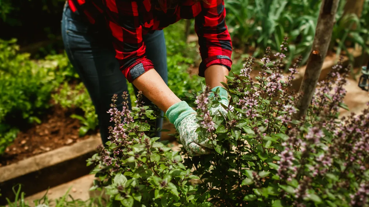 Gardening Know How outlines six essential tasks for fuchsia care in September, focusing on adjusting water and feed...