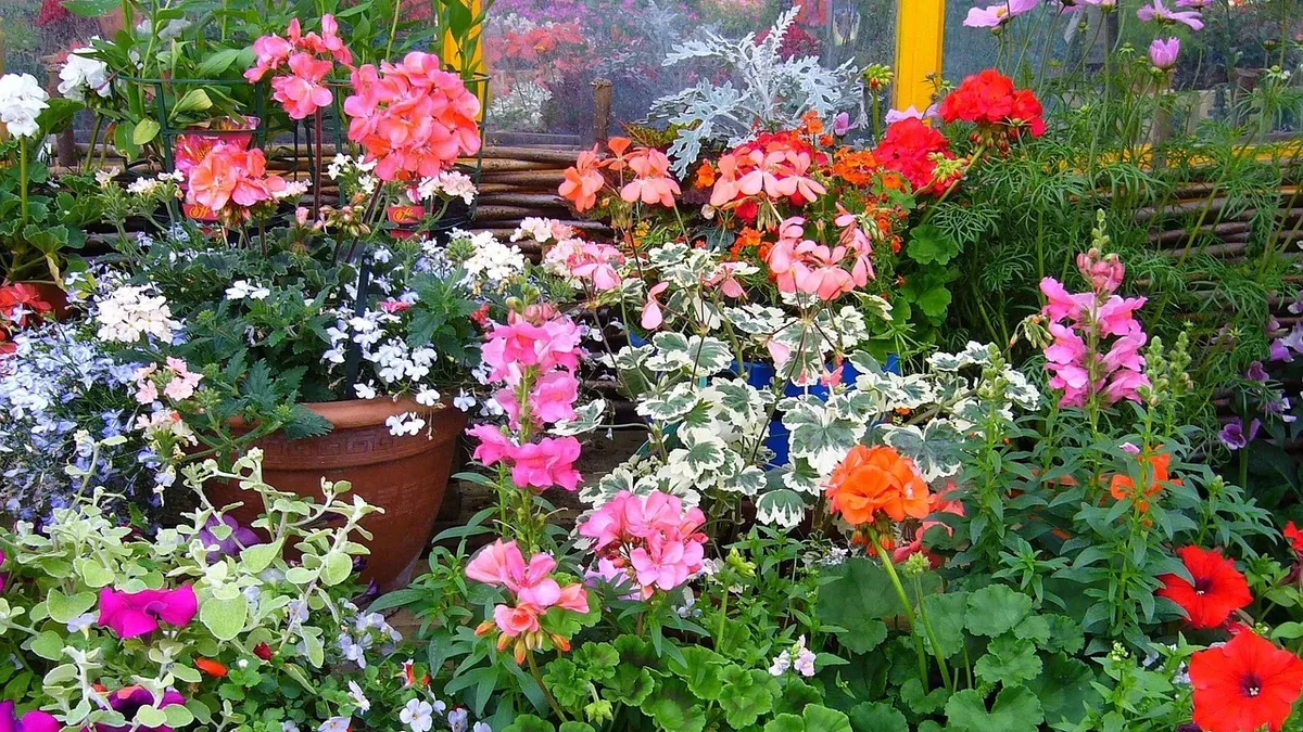 Gardening Know How outlines four essential tasks for September to help geraniums survive winter and thrive again next...
