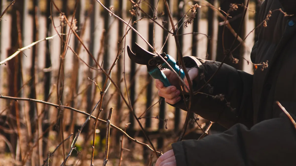 Gardening expert Teo Spengler advises light September pruning for specific plants like blackberries and peonies to tidy...