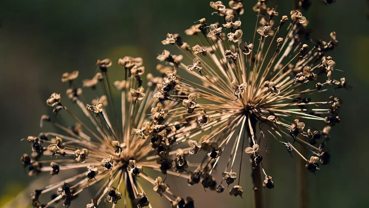 Plants: Gardening Know How advises sowing seven flower seeds in autumn