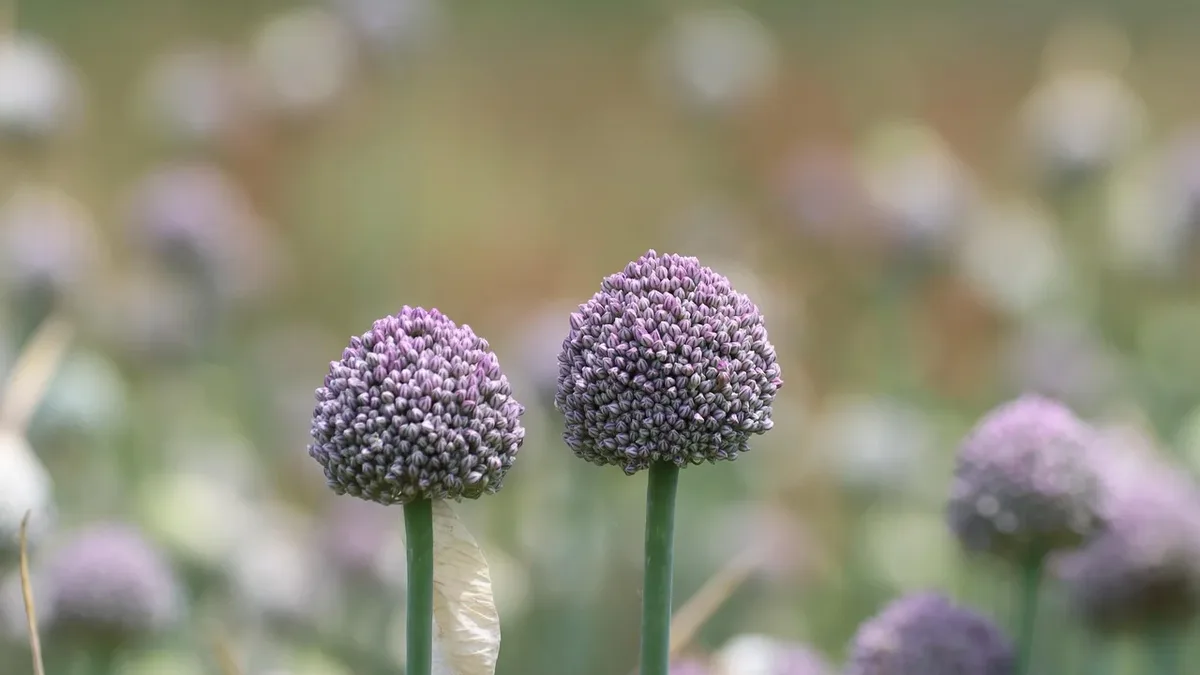 Gardening Know How recommends seven lesser-known spring-flowering bulbs to plant in September, including crocus, allium...