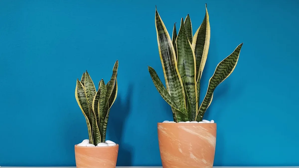 Two horticulture experts recommend resilient plants for challenging shady areas, listing specific species and cultivars...