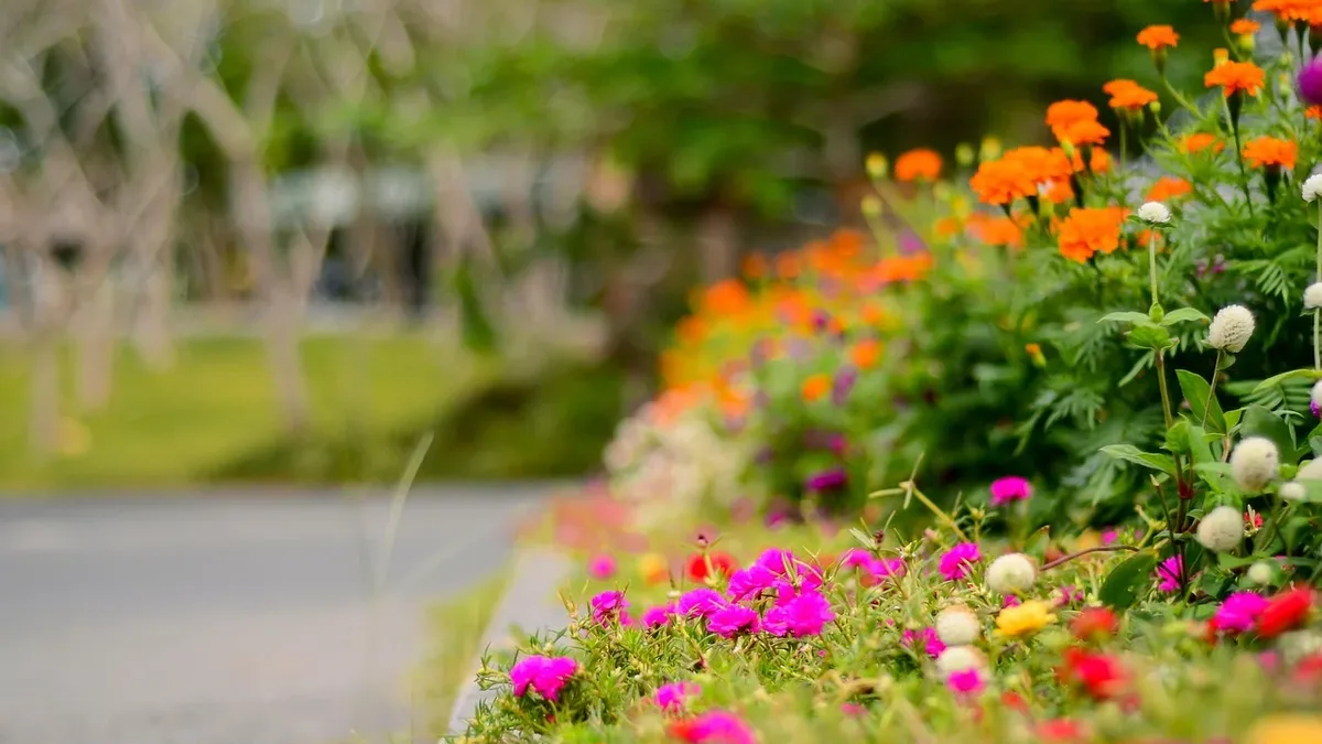 Planting bulbs like Colchicum and Saffron Crocus in early September yields quick, colorful blooms that provide...