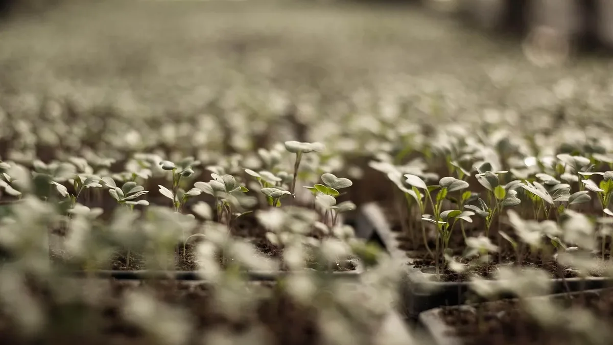 Gardening Know How recommends six fast-growing cover crops to plant in September, detailing their benefits for soil...