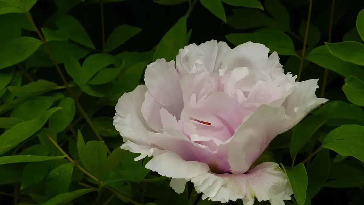 October is the ideal month to plant peonies, azaleas, wisteria, alliums, and other perennials for stronger root growth...