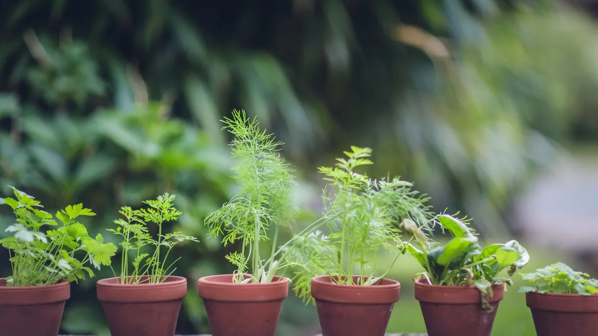 Six low-maintenance plants can add instant designer sophistication to garden borders with minimal effort, according to...
