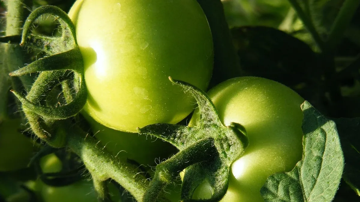 Gardening Know How details six methods for recycling spent tomato plants, from creating ash fertilizer to crafting...