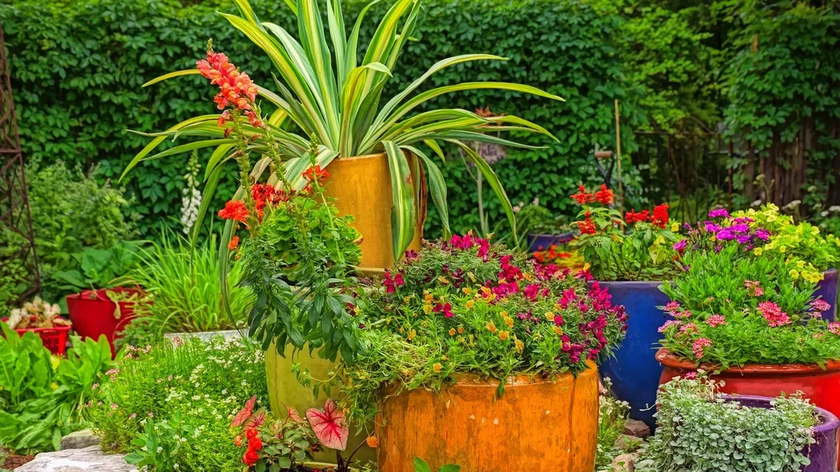 A gardener in St. Louis, Missouri, has transformed a new patio into a dense, colorful space filled with perennials and...