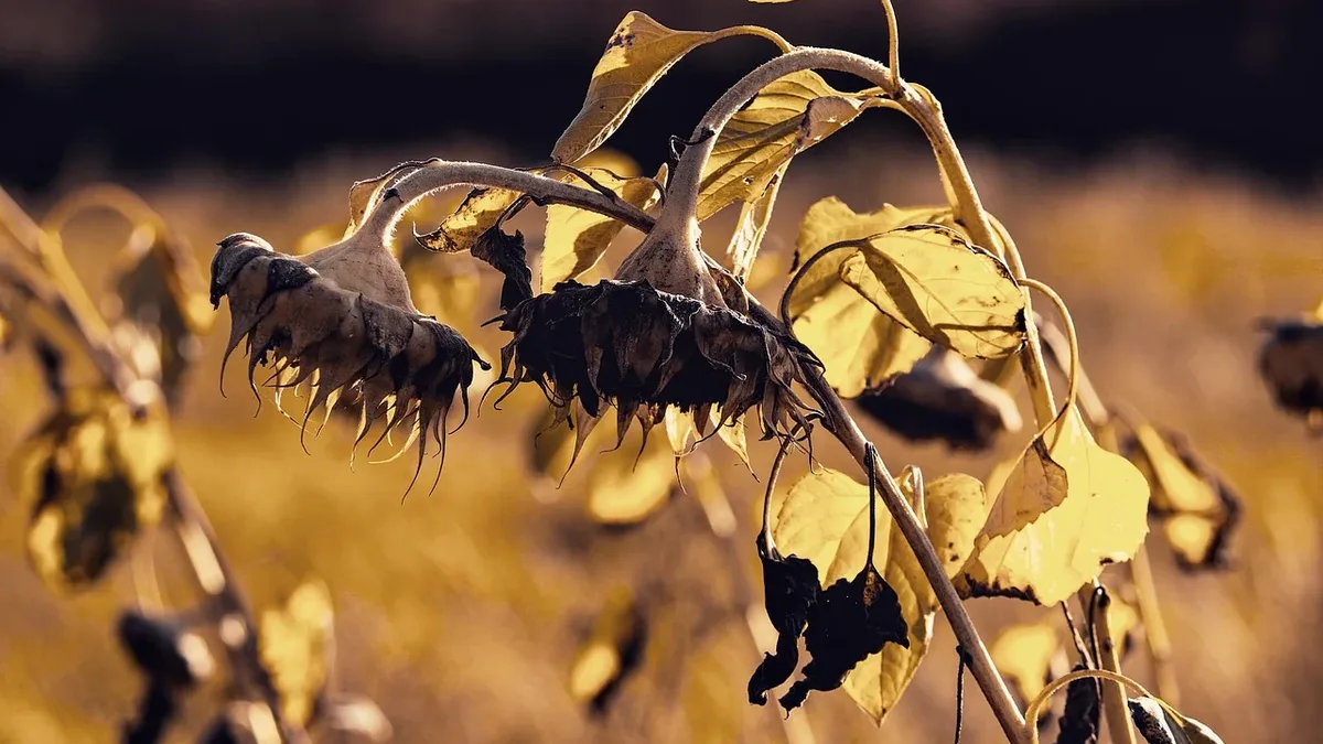 A gardener reports on how consecutive summer heatwaves affected plants, causing stunted growth, pests, and sun damage...