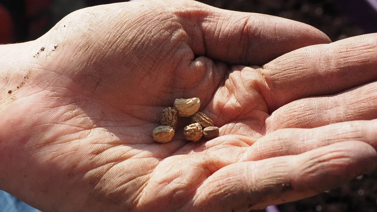 Gardening Know How recommends three low-cost tools from Amazon to simplify harvesting and storing seeds from your garden...