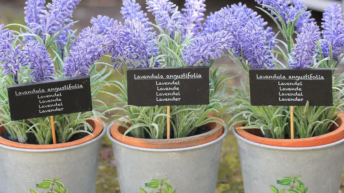 Gardening Know How recommends three resilient houseplants-snake plants, ZZ plants, and spider plants-that tolerate...