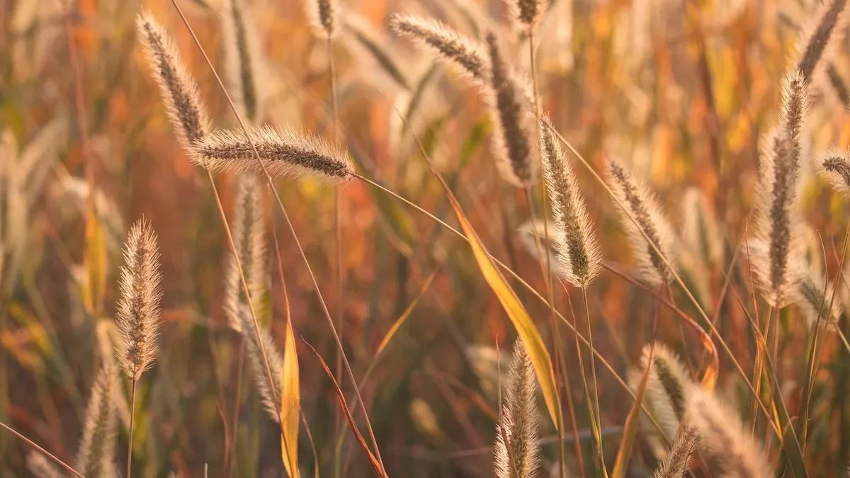 Fine Gardening's tour of the Netherlands showcases Tom DeWitte's naturalistic garden, featuring late-season perennials...