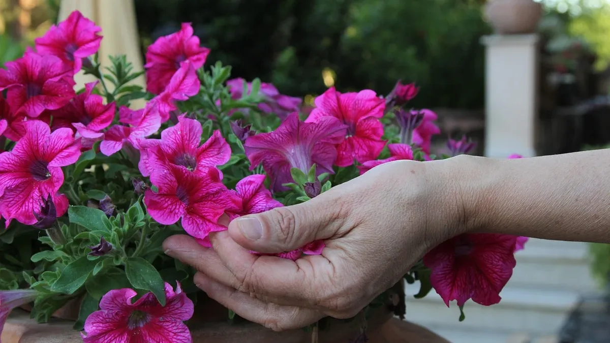 Applying tomato feed to patio containers in late summer encourages a final flush of blooms with its high potassium...