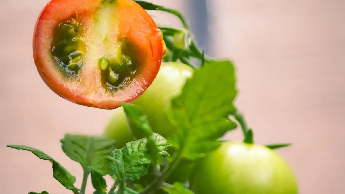 Tomato plants may flower but fail to set fruit due to heat stress, improper watering, or nutrient imbalance