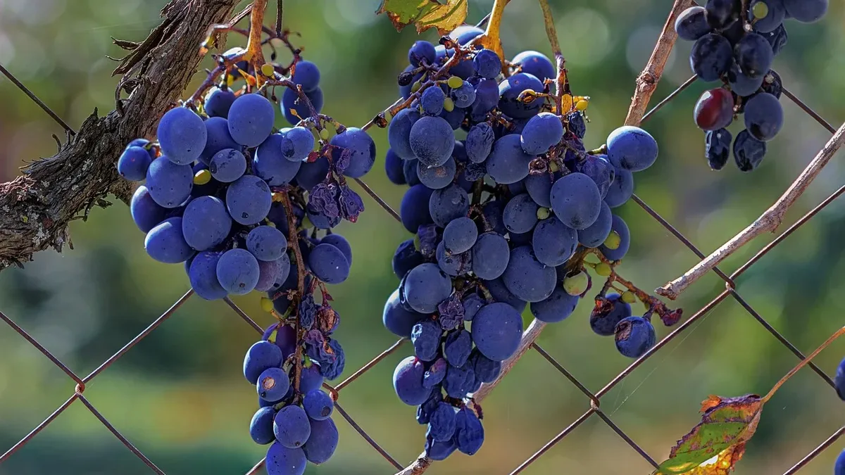 Garden Care: Grape, vineyard, vine, a bad harvest, crop failure, the crisis.
