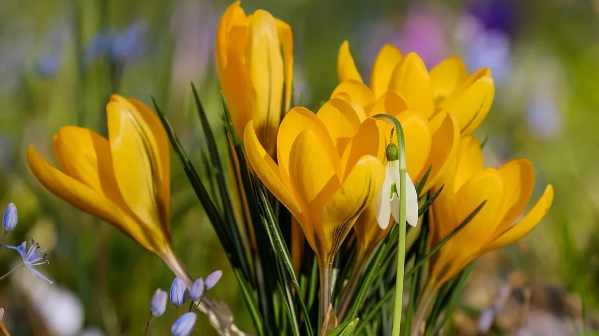 September is the ideal time to plant winter and spring-flowering bulbs like snowdrops and crocuses for colour from late...