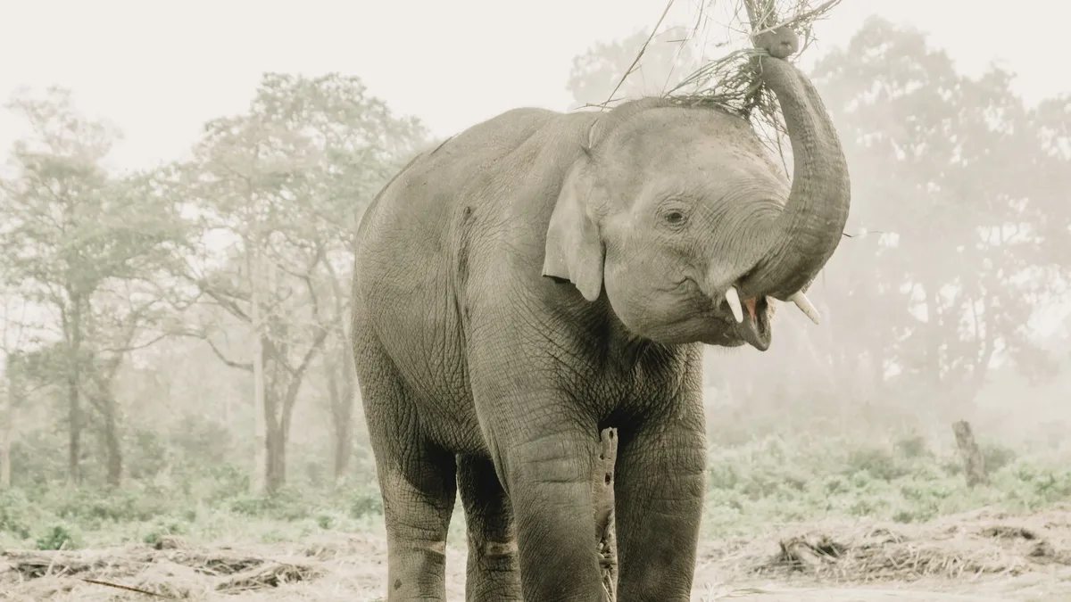 The Supreme Court has directed the MoEFCC and CEHWC to submit a report on DNA profiling of all captive elephants and to...