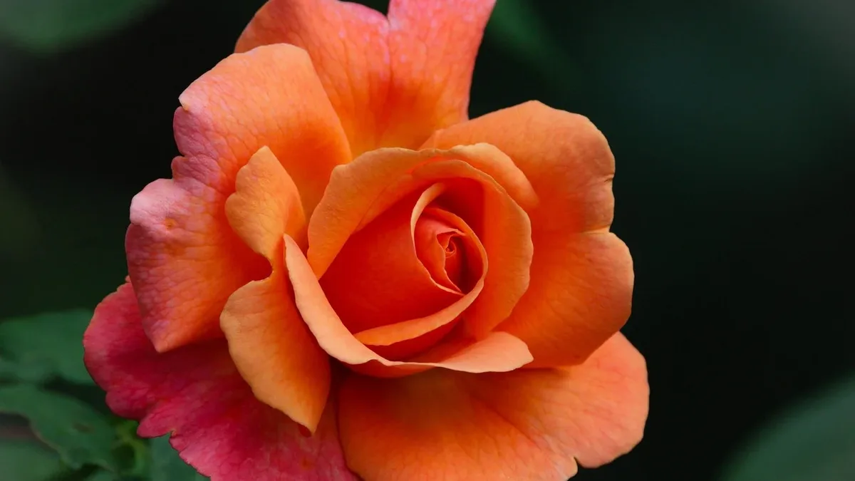 Amouage partners with LMR Naturals to establish a new supply chain for rare Omani rose oil, targeting scaled production...