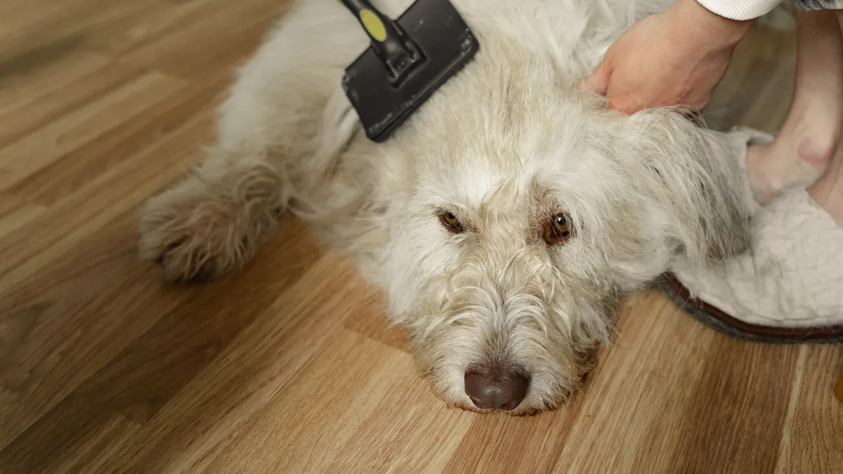 A recent study highlights the evolution of surgical procedures for canine glaucoma, a common and aggressive disease process...