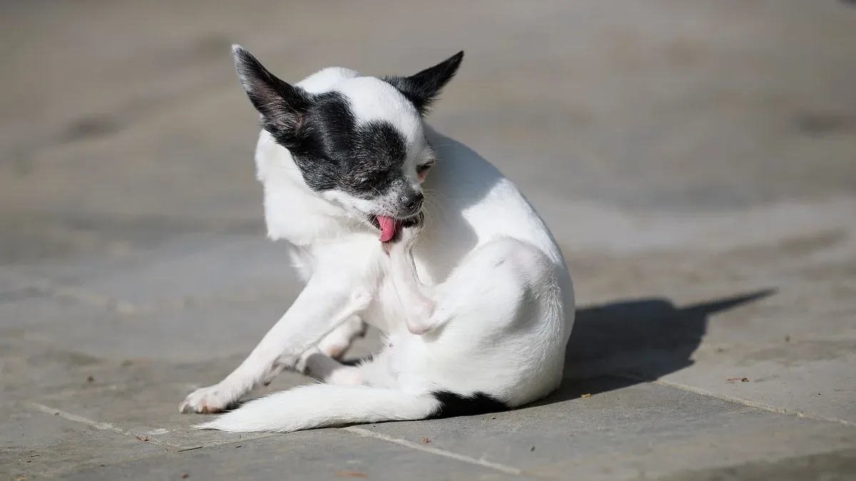 Researchers at Texas A&M University have developed RadAnalyzer, an AI tool that measures heart size on dog chest x-rays with...