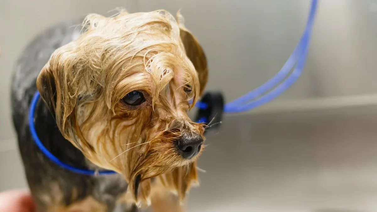 The AKC Canine Health Foundation, a nonprofit funded solely by donations, has directed $80 million into canine health...
