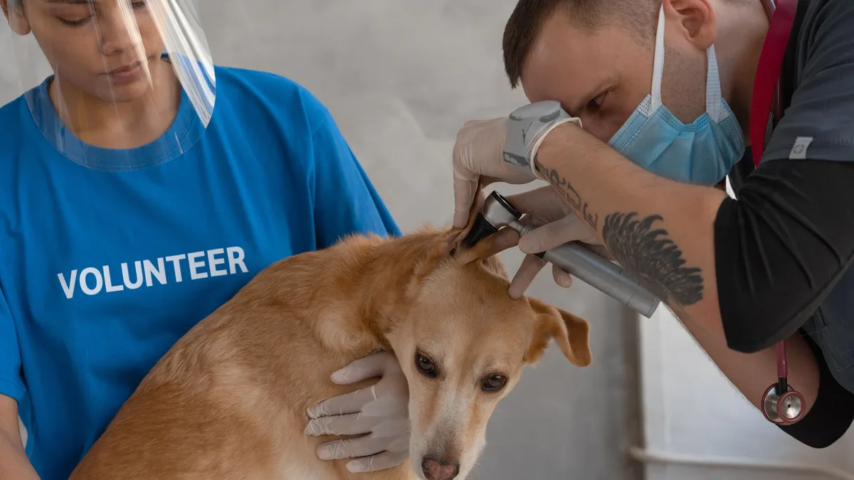 Vets can start arthritis talks early with risk screening and simple questions, then create a clear step-by-step plan to...