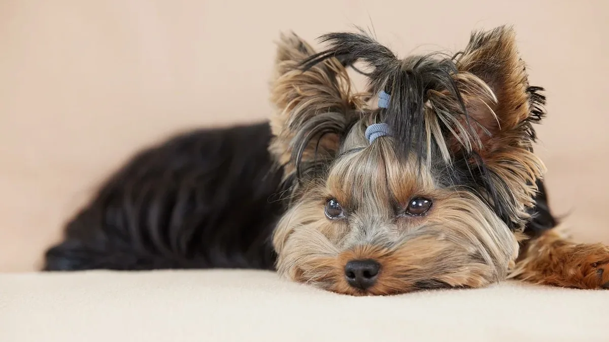 Travel Away: A small dog with a long coat, lying down and looking at the camera.