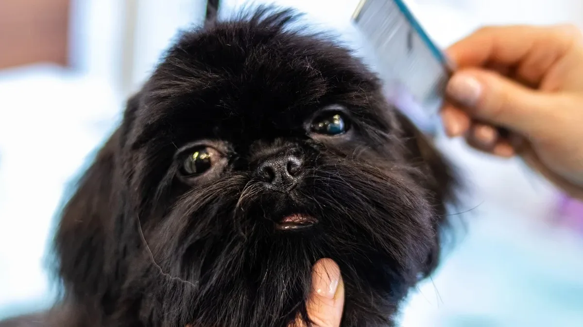 Canine freeze-dried plasma (cFDP) offers a shelf-stable alternative to fresh frozen plasma (FFP), making it easier to...