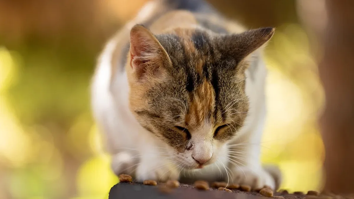 Cats resist new foods due to instinct and early diet imprinting, but veterinarians recommend gradual transitions for...