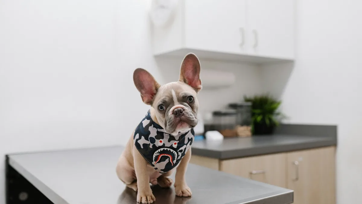A veterinary report details the diagnosis and treatment of two types of myositis in a Cavalier King Charles Spaniel named...