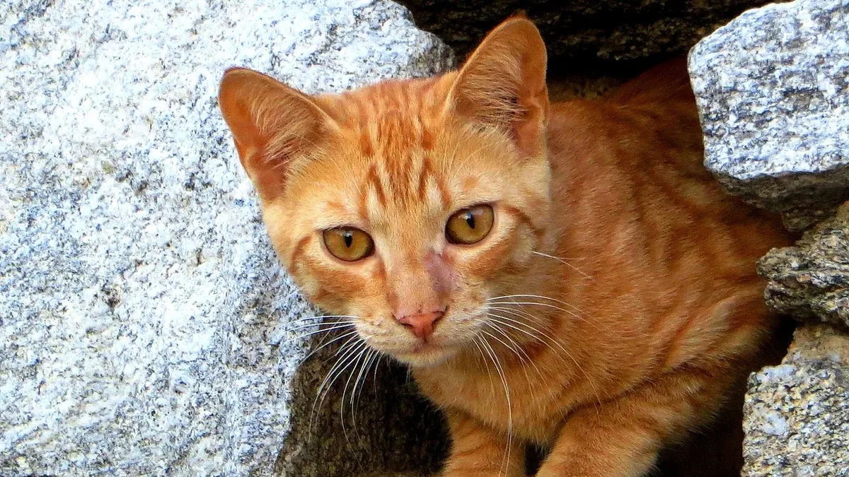 News: Crystalluria, the presence of crystals in a cat's urine, is a common finding that can signal risk for painful stones