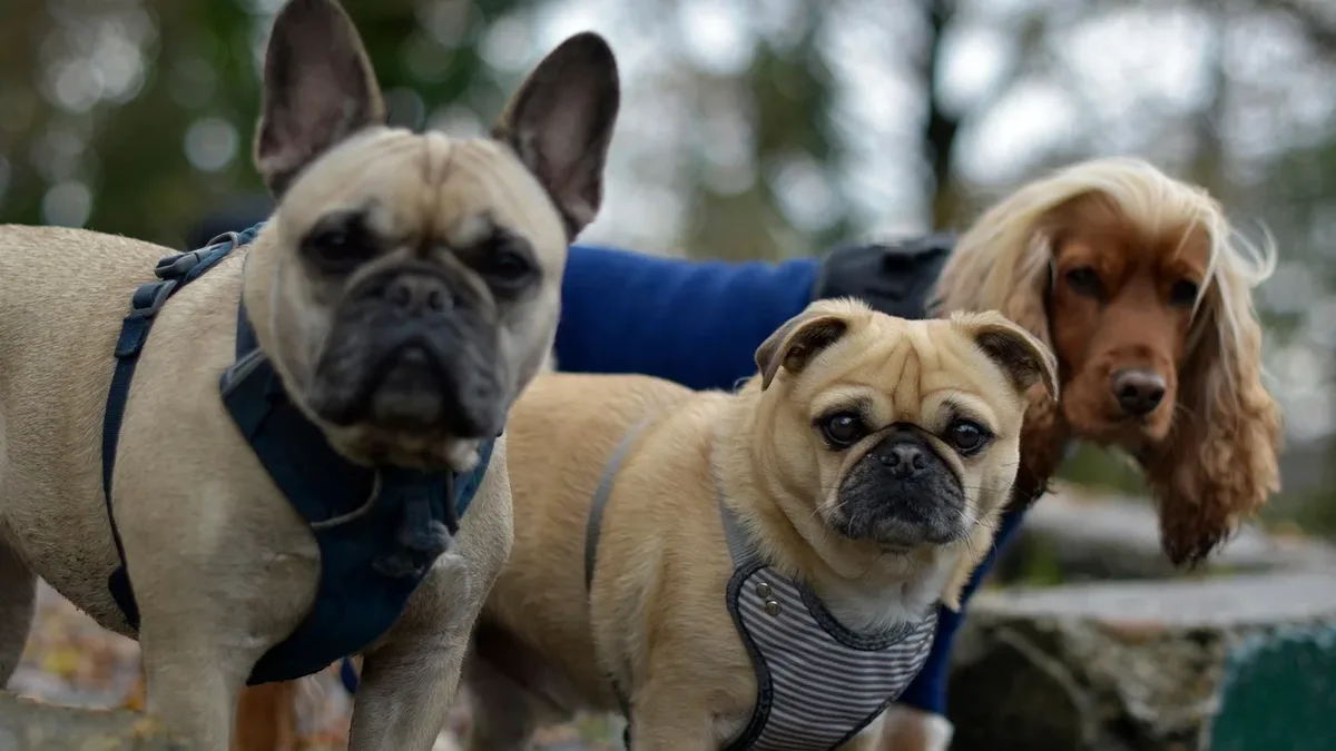 Food Feeding: Dogs, animals, pets, pack, group of dogs, standing.