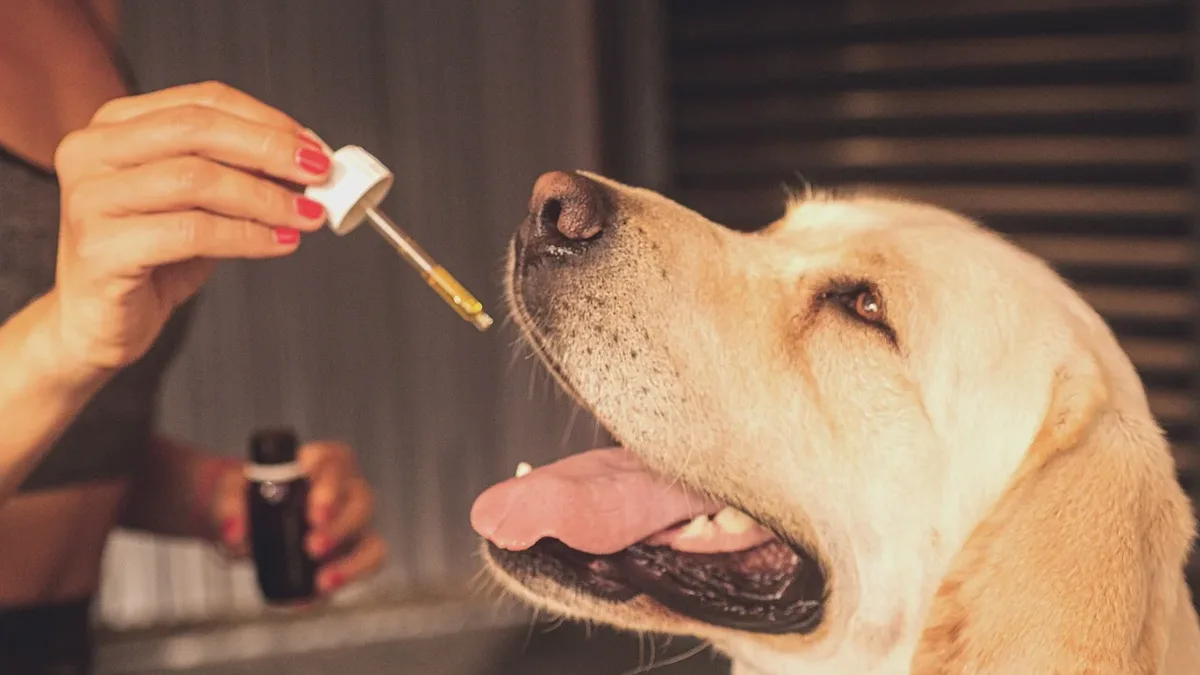Home Legal: A dog nearly died after chewing through a bottle of naproxen, a common human NSAID
