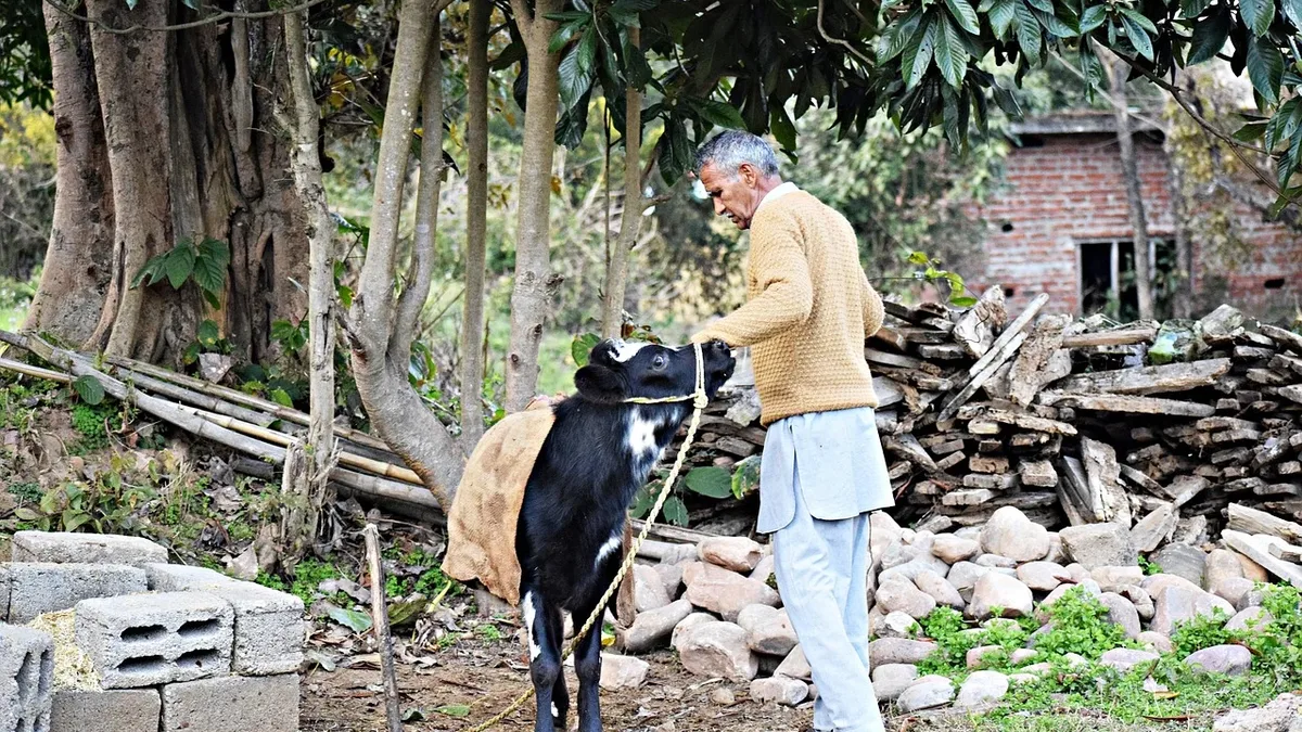 Food Feeding: Calf, care, mammal, cattle, agriculture, farm.