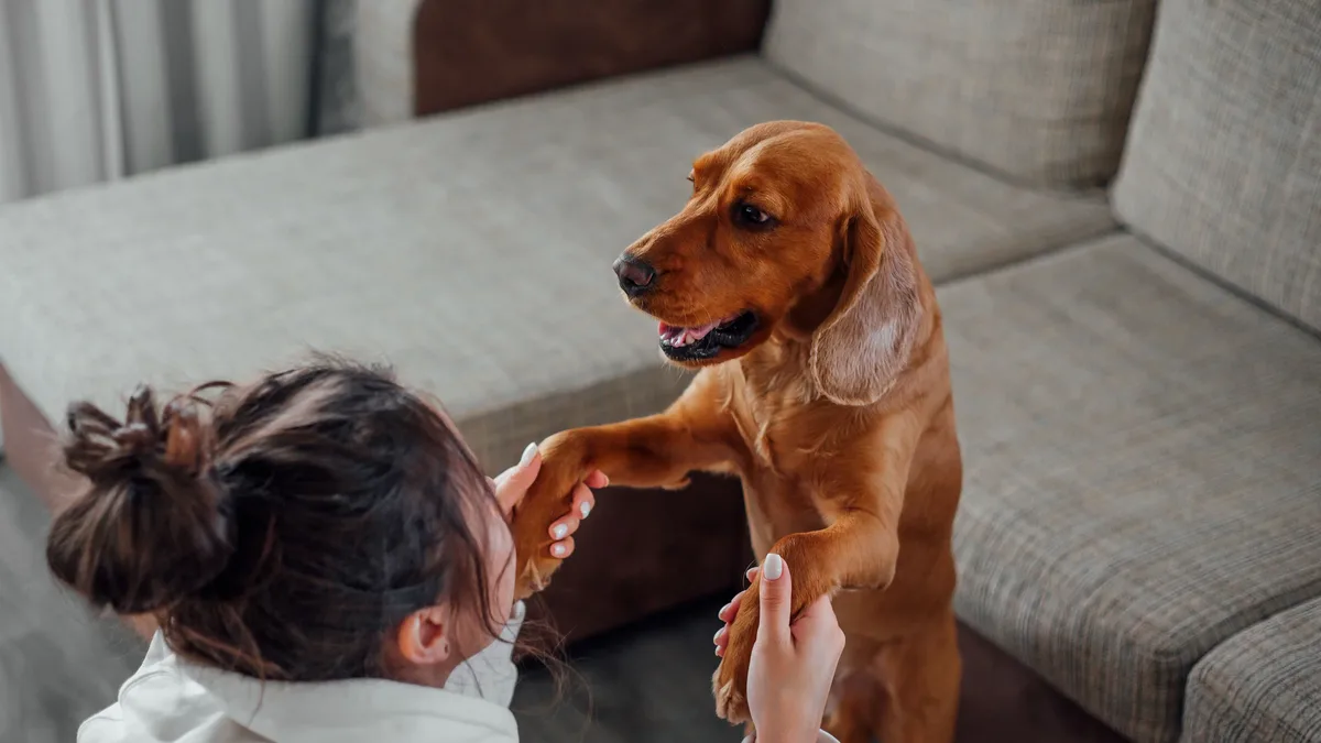 Side view of unrecognizable female owner with dark hair sitting on floor near couch and holding paws of loyal calm brown