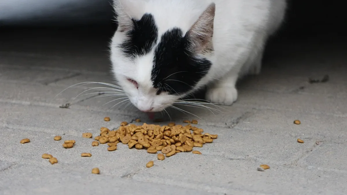 A 70-day study of 39 cats with malignancies found a therapeutic dry diet improved body weight, body condition score...